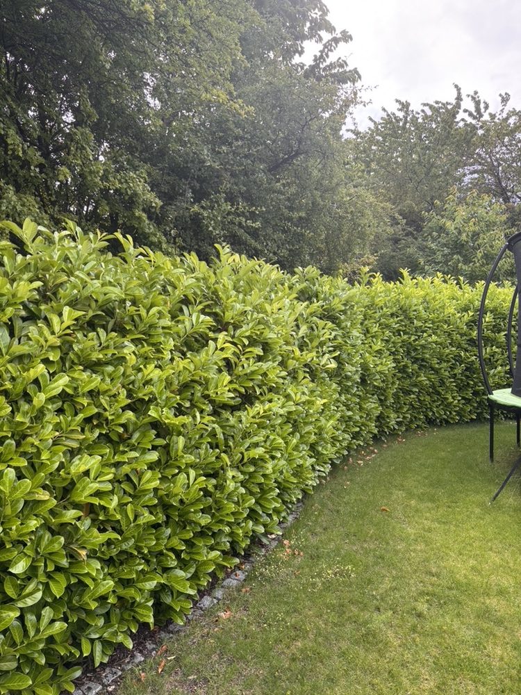 Kirschlorbeer-Hecke vor dem Rueckschnitt in Stolberg