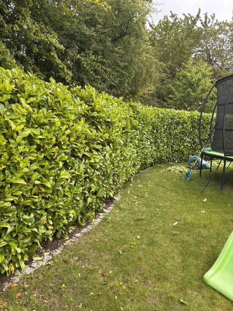 Kirschlorbeer-Hecke nach dem Heckenschnitt durch Gartenpflege Welterlich